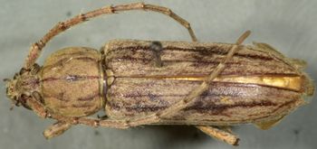 Media type: image;   Entomology 23744 Aspect: habitus dorsal view